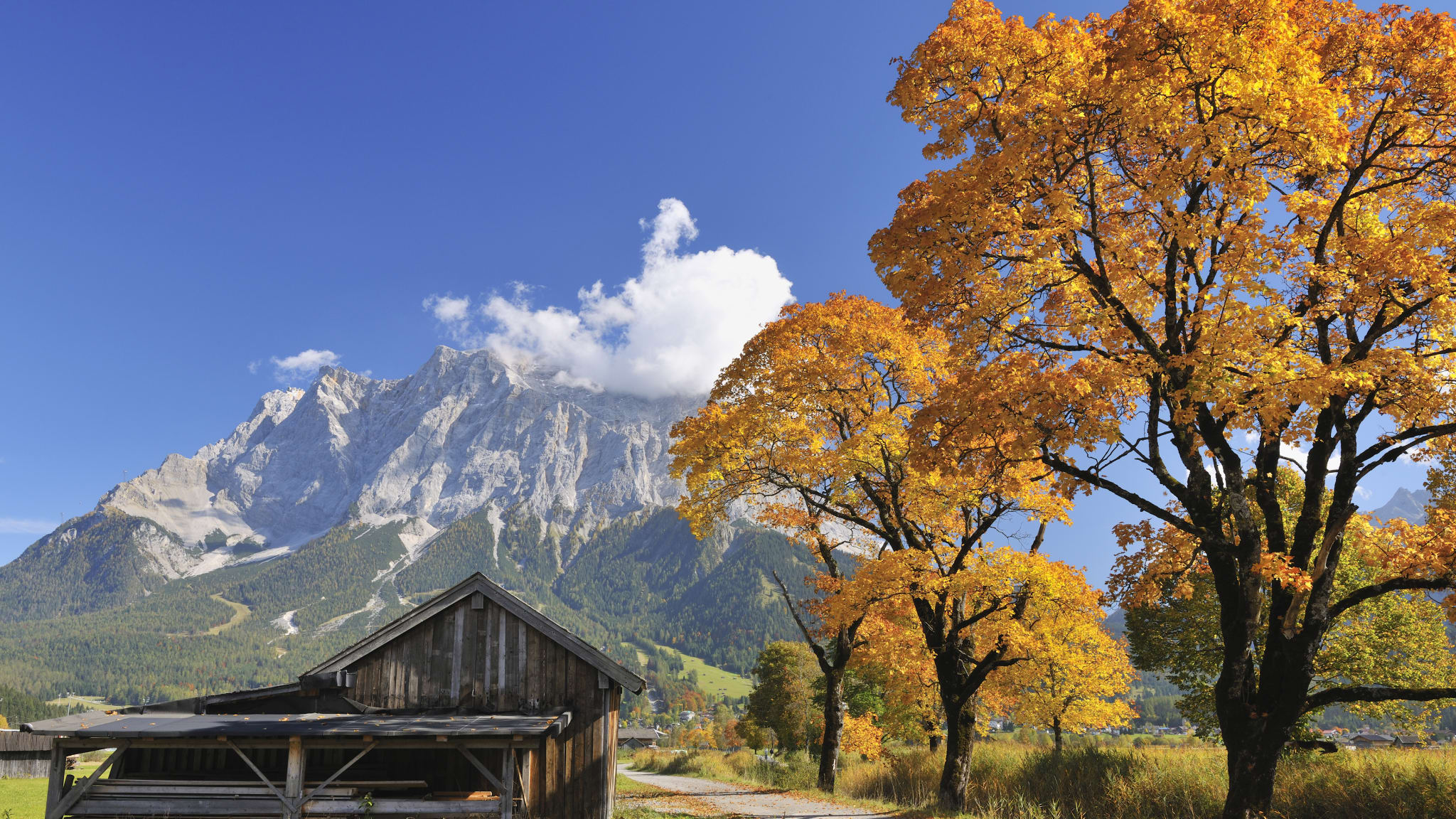 Barn with maple tree