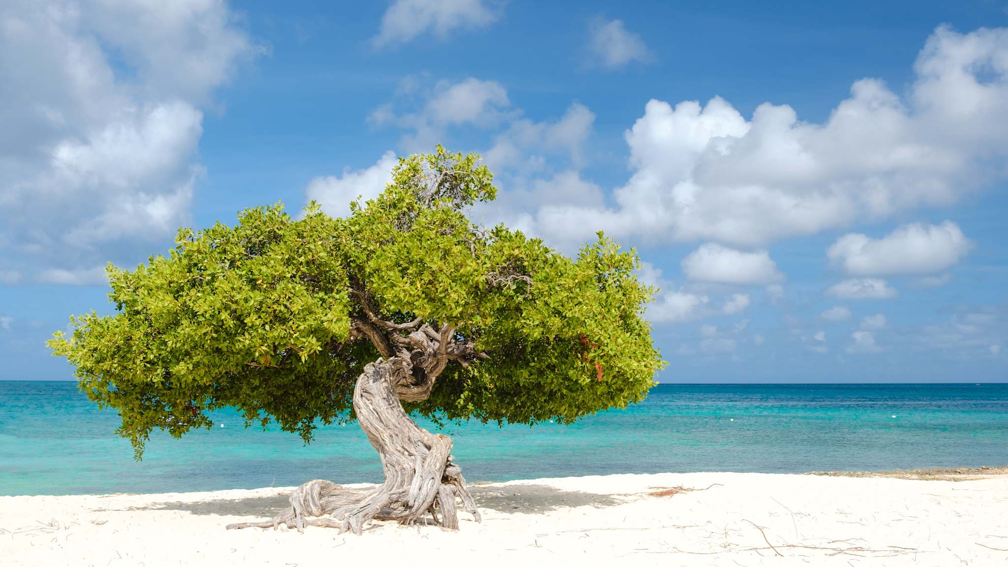 Berühmter Fofoti Baum am Eagle Beach auf Aruba, Karibik © Shutterstock