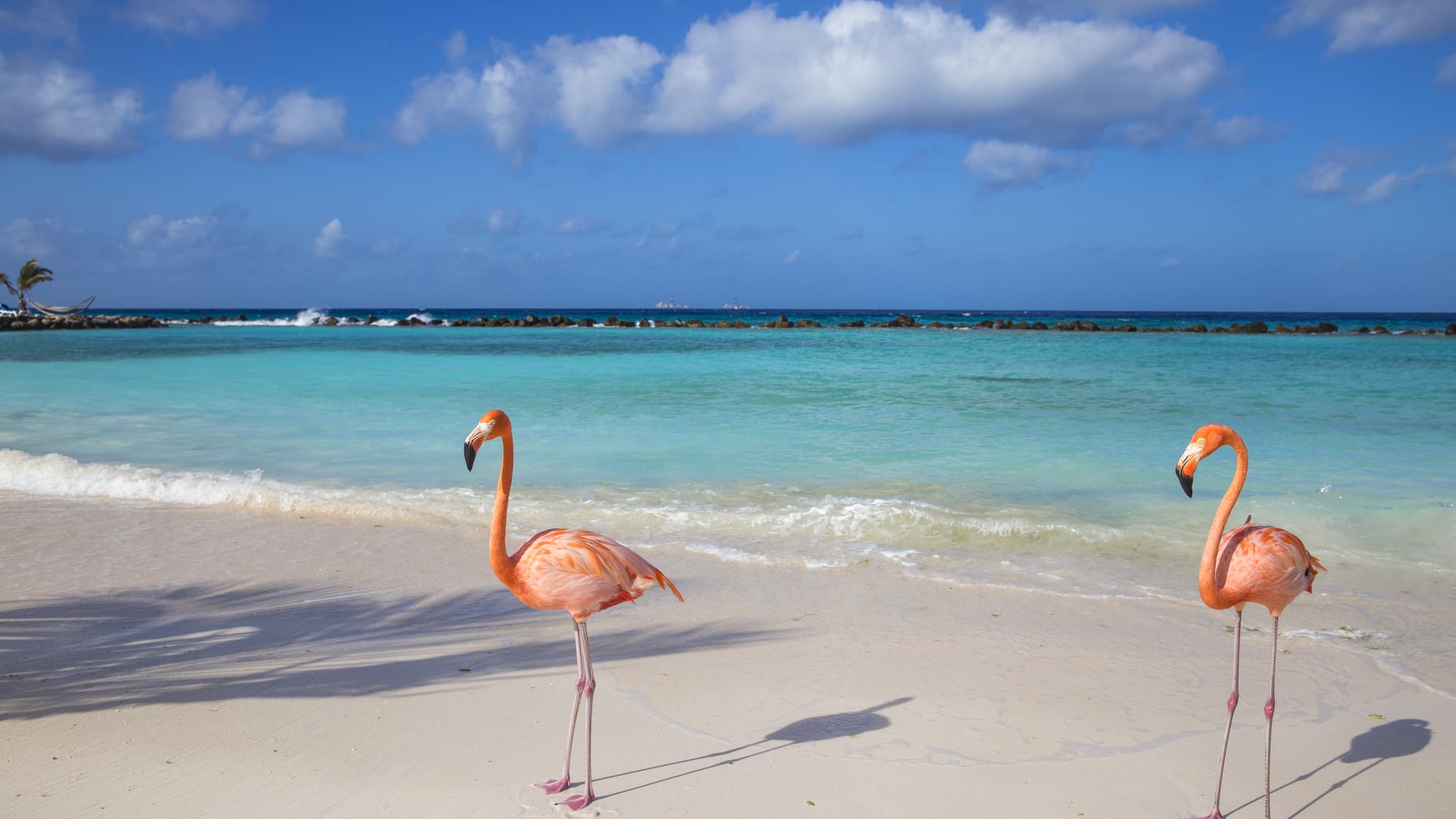 Flamingos on Flamingo beach, Renaissance Island, Oranjestad, Aruba, Lesser Antilles, Netherlands Antilles, Caribbean, Central America
