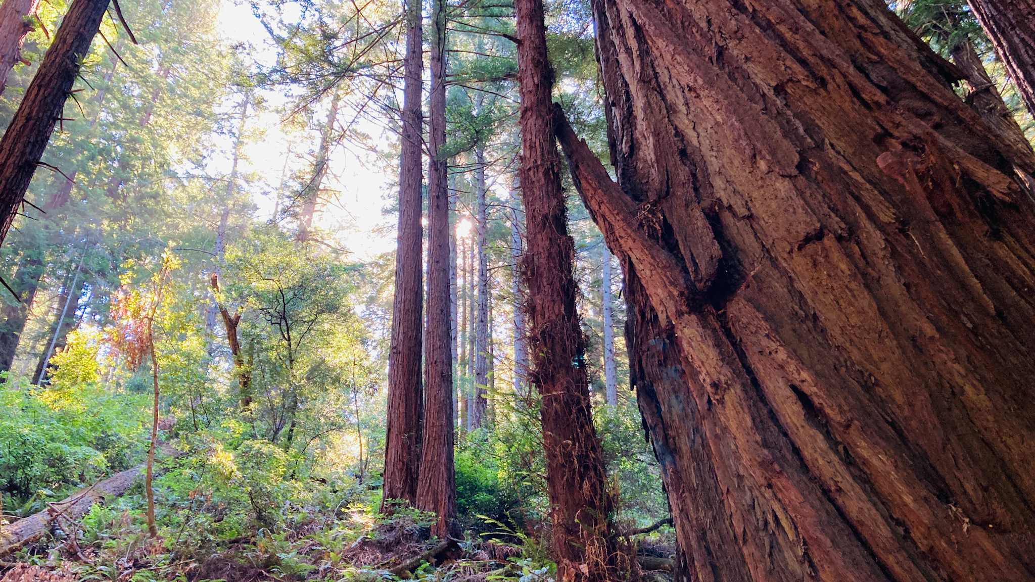 Redwood im Henry Cowell State Park