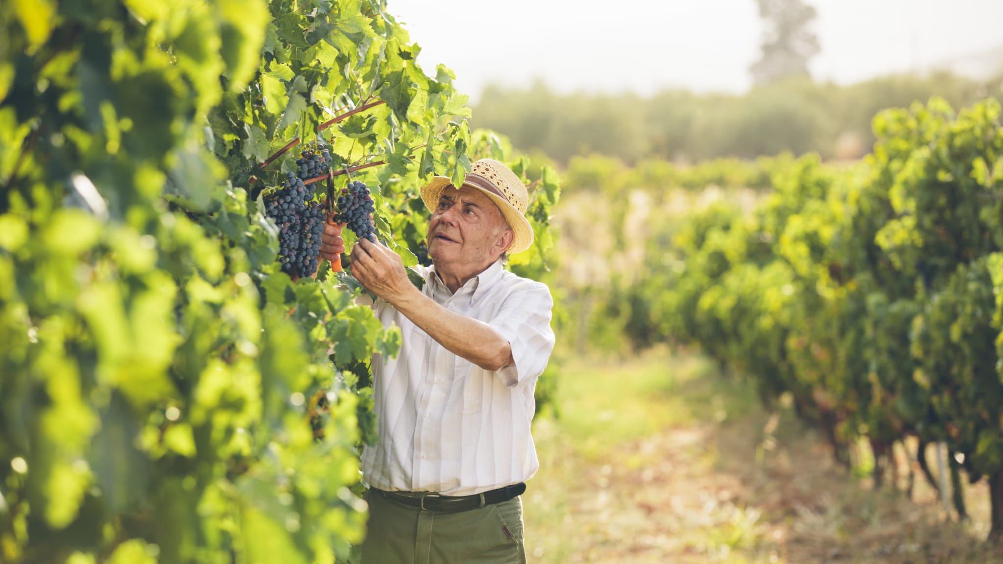 Ein Landwirt  steht zwischen seinen Weinreben in Griechenland. Die Weinreben tragen Trauben.