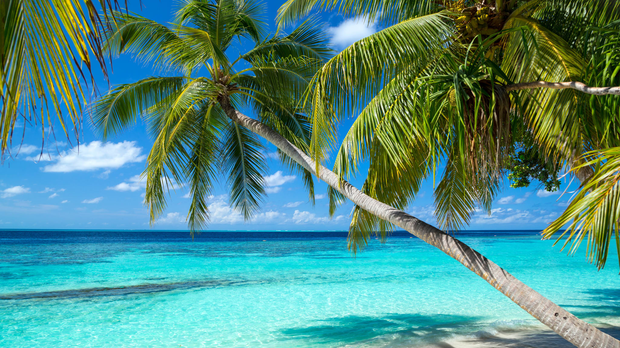 Palmenstrand, Malediven