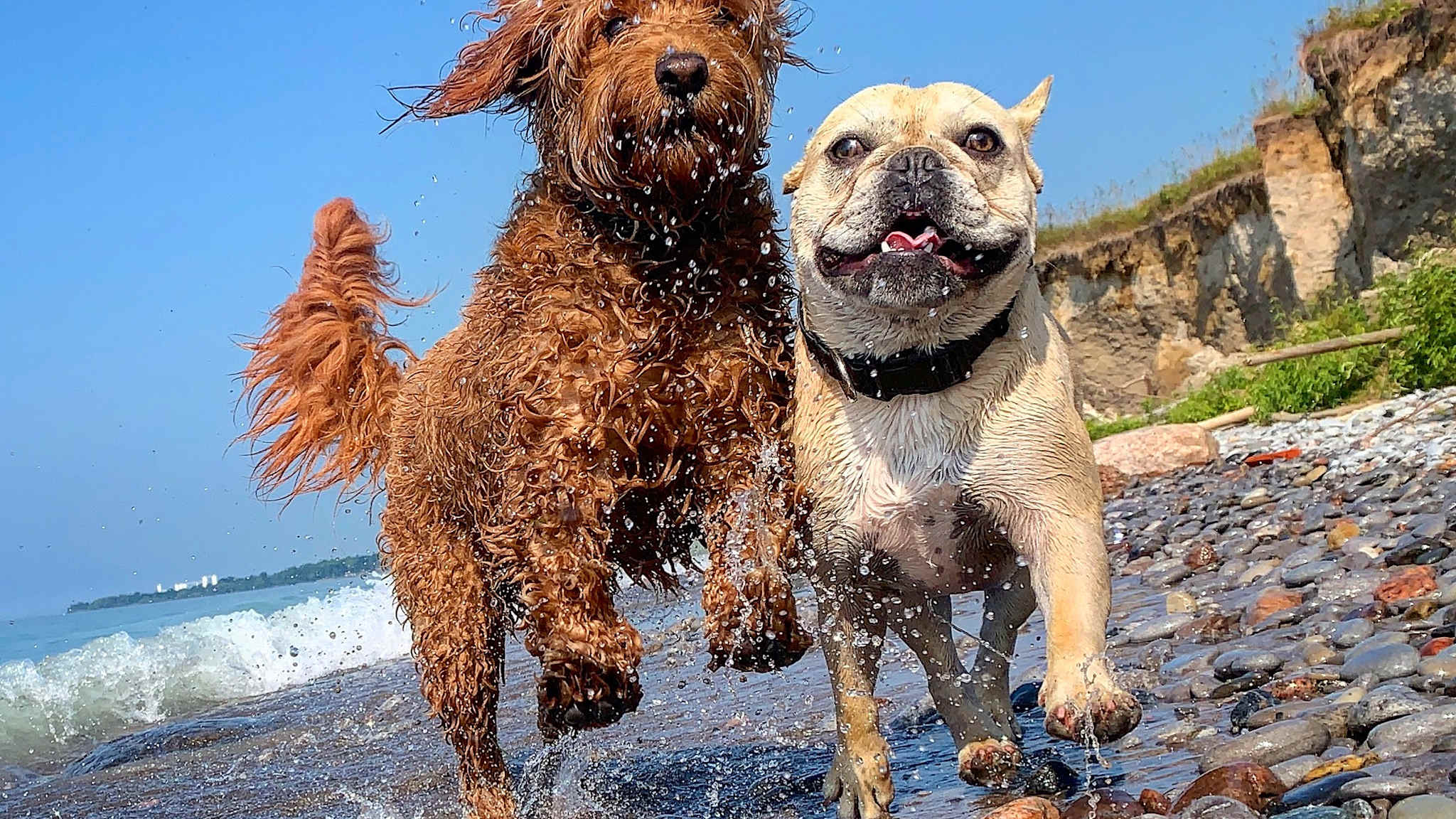 Zwei Hunde springen vergnügt am Strand.
