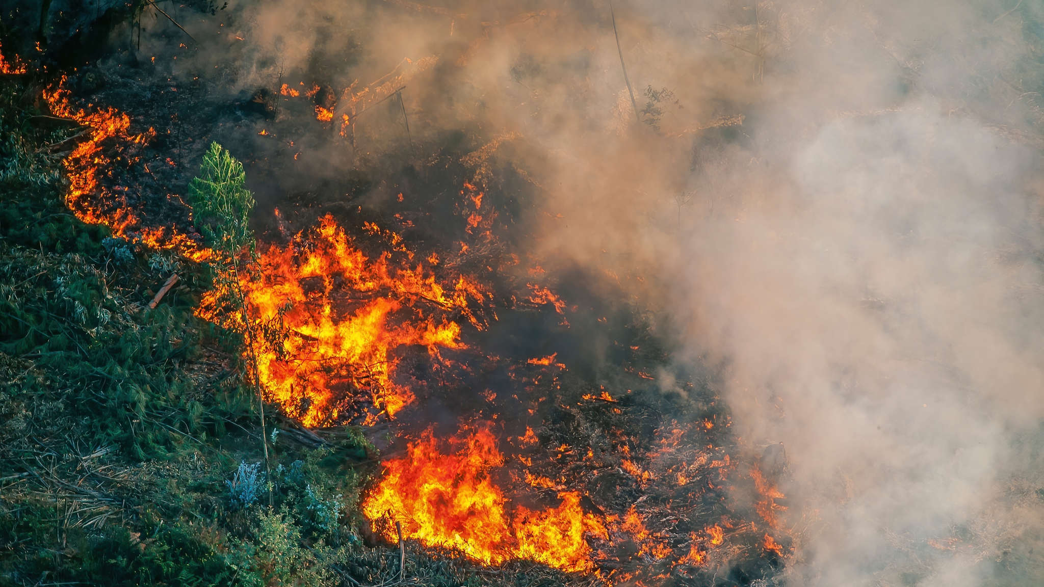 Ein Wald steht in Flammen.
