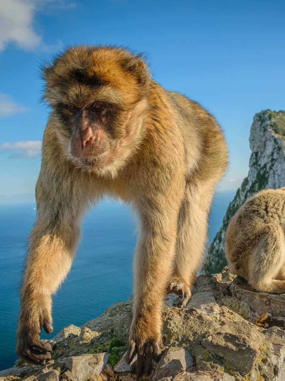 Affen am Fels von Gibraltar, Costa del Sol © sam - stock.adobe.com