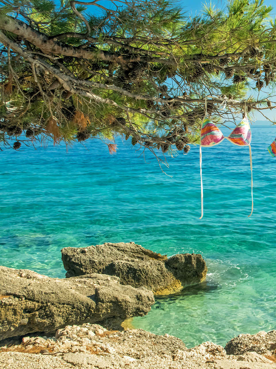 Ein Badeanzug trocknet auf einem Ast eines Nadelbaums vor dem Hintergrund der Adria ©Tatiana Zayats/iStock