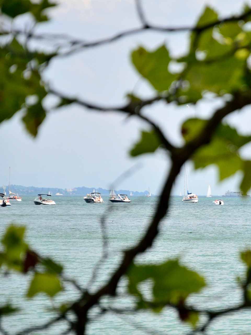 Blick durch Baum auf Windsurfer zwischen Booten auf dem Bodensee © iStock.com/cwzahner