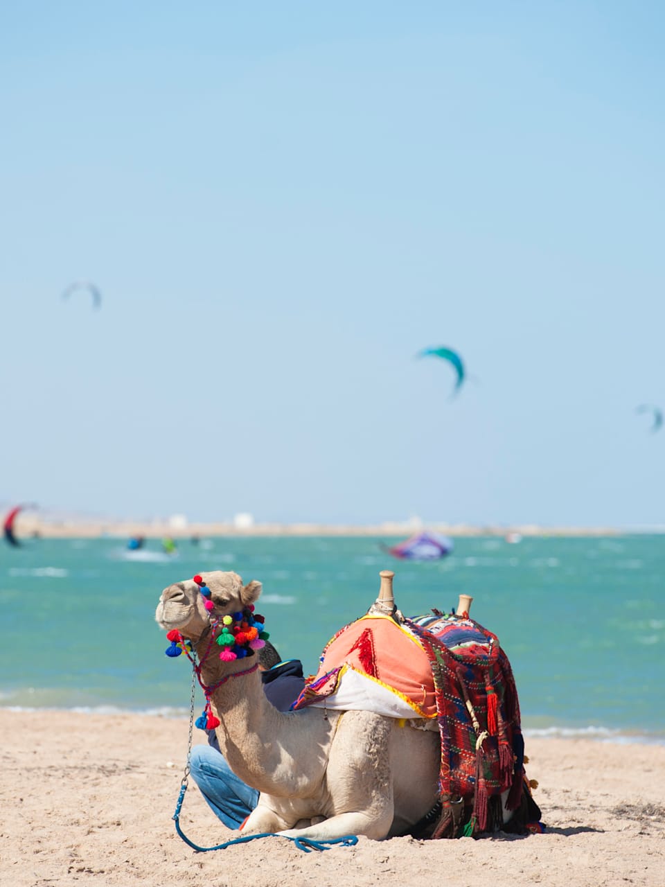 Dromedarkamel am ägyptischen Strand im Sommer mit Kitesurfern im Hintergrund © iStock.com/PaulVinten