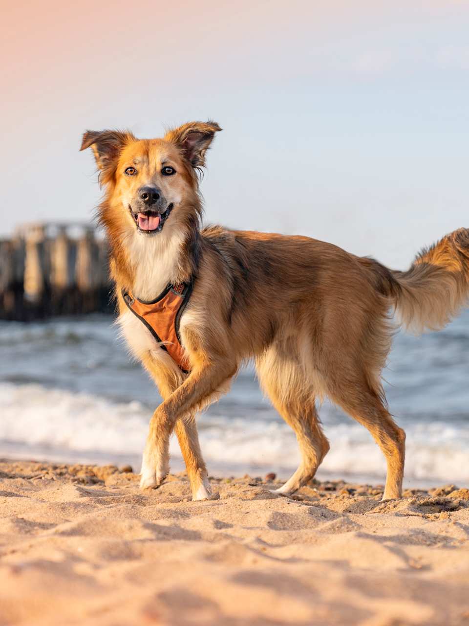 Hund am Strand ©Anita Kot/Moment via Getty Images
