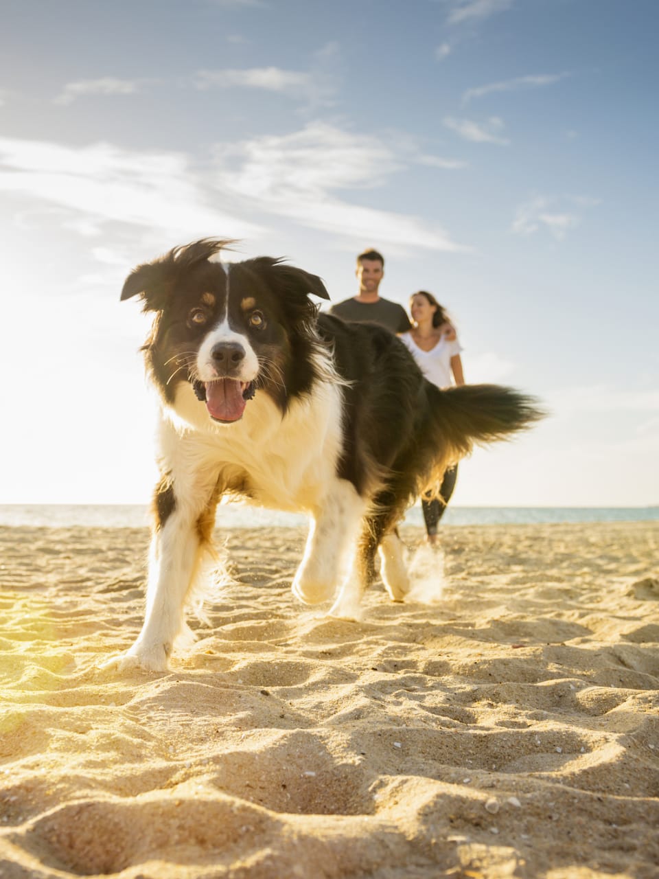 Hund am Strand in Italien © Jacobs Stock Photography Ltd/DigitalVision via Getty Images