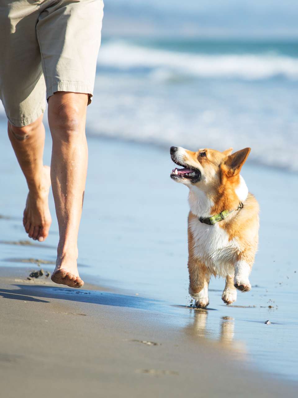 Hund und Mann rennen am Strand © Purple Collar Pet Photography/Moment via Getty Images