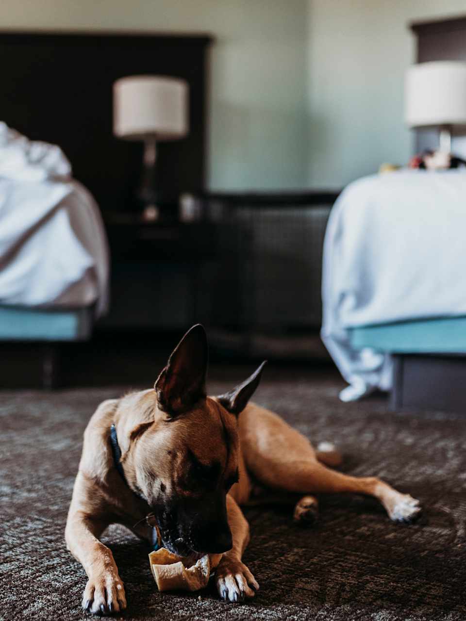 Hund zwischen Hotelbetten © Cavan Images/Cavan via Getty Images