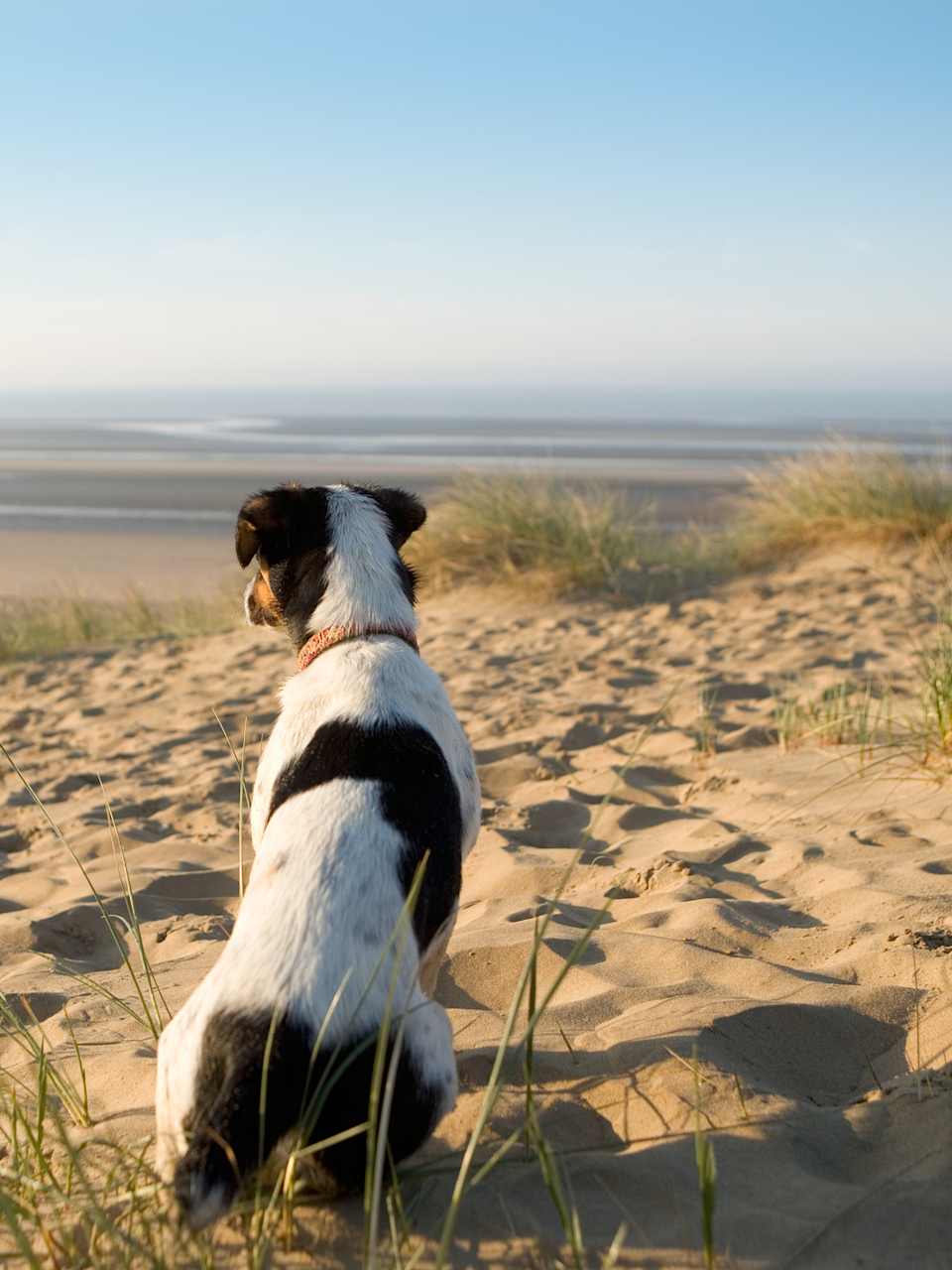 Jack Russell Terrier am Strand ©Tim Platt/DigitalVision via Getty Images