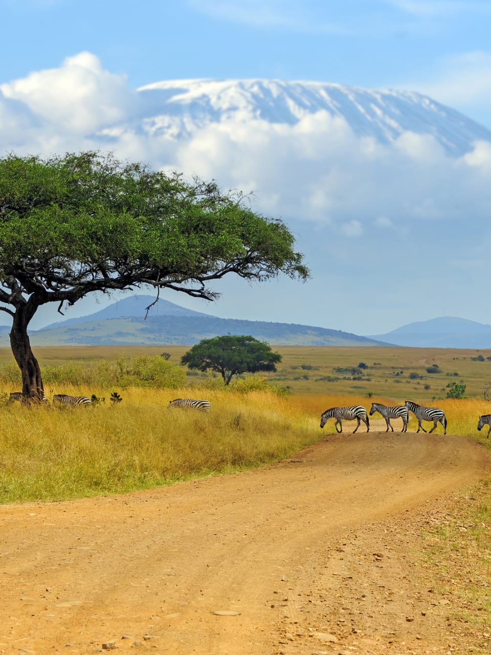 Afrikanische Savanne ©Byrdyak/iStock / Getty Images Plus via Getty Images