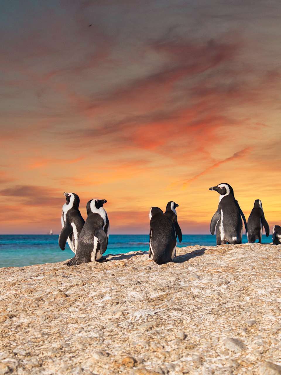 Pinguine in Kapstadt, Südafrika © stock.adobe.com -  Shawn