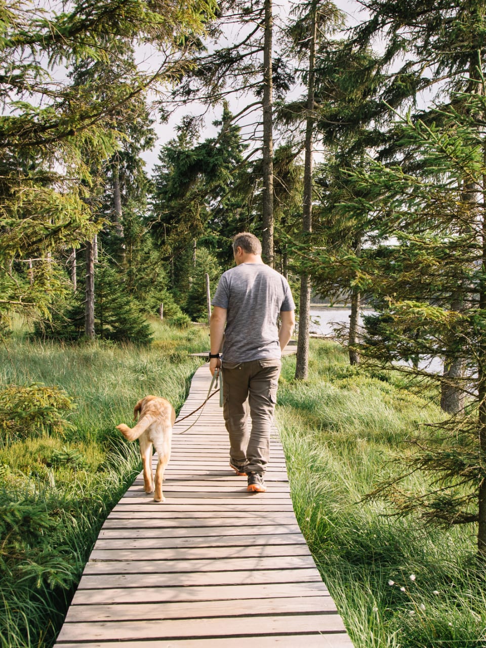 Spaziergang mit Hund ©Elena Medoks/Moment via Getty Images