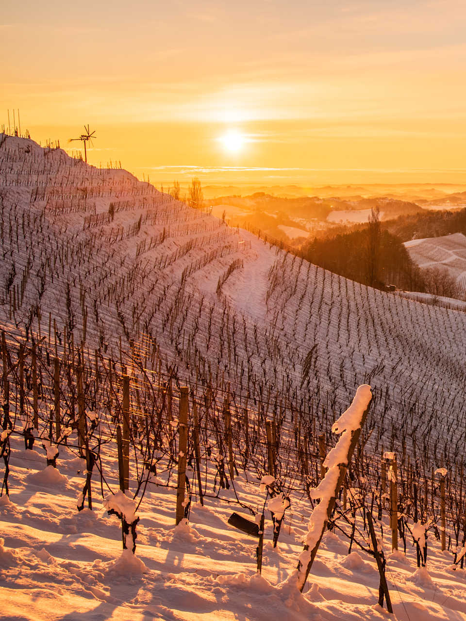 Schneebedecktes Weingut am Hang zum Sonnenaufgang