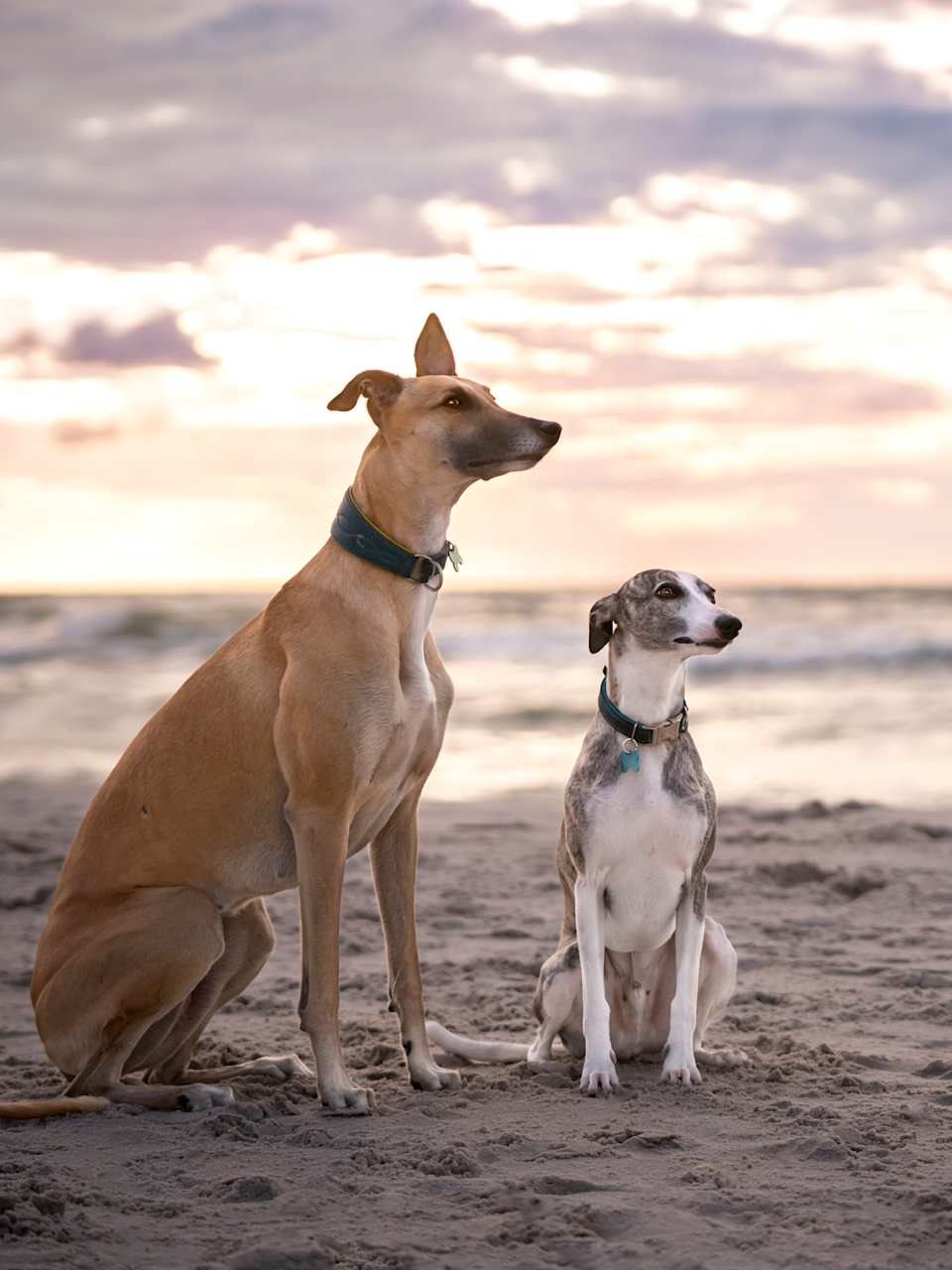 Zwei Hunde am Strand © Anita Kot/Moment via Getty Images