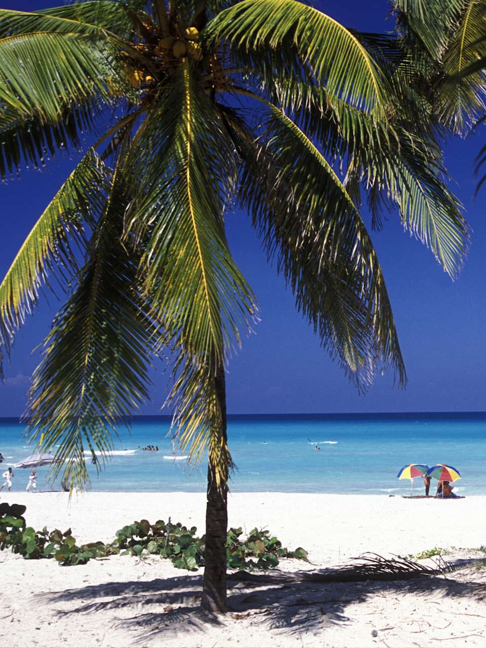Traumhafter Strand – in Varadero auf Kuba findet ihr euer tropisches Urlaubsparadies © flu4022 - stock.adobe.com