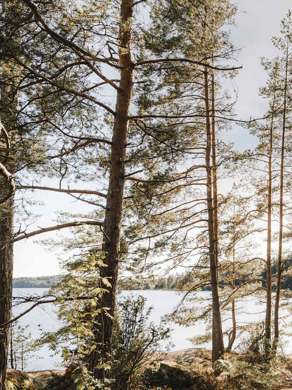 Eine Hütte mit Glaswänden in einem Wald am See, Schweden, Skandinavien.