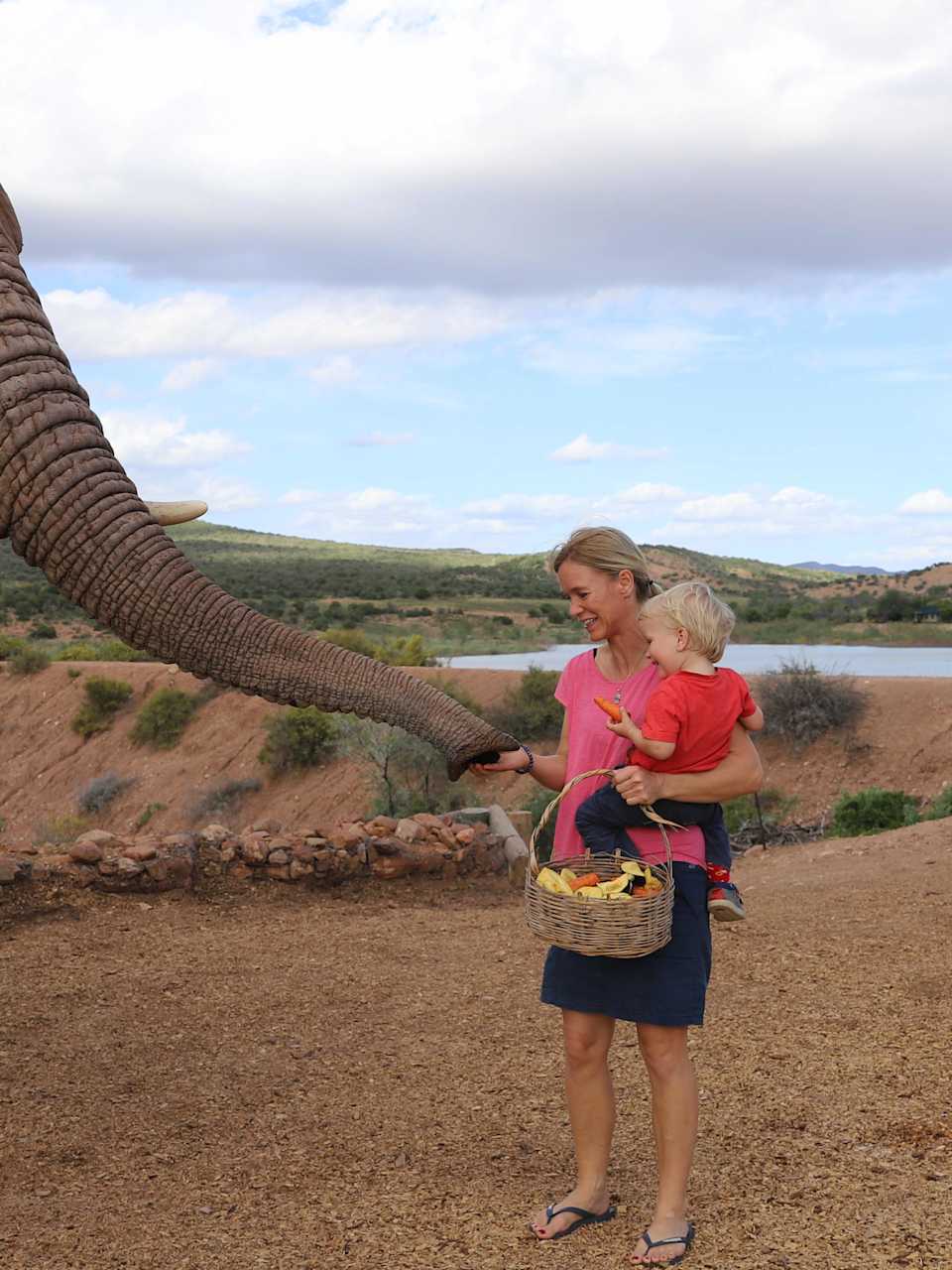 Eine Frau füttert mit ihrem Kind auf dem Arm einen Elefanten in Südafrika.