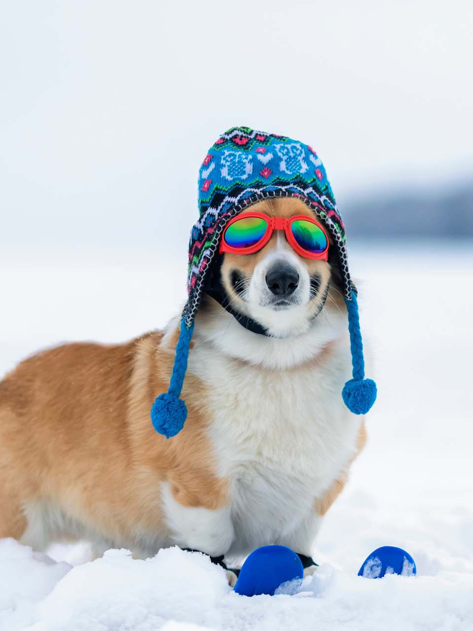 Ein Hund hockt auf zwei Skiern im Schnee. Er trägt eine Wollmütze und eine Sonnenbrülle.