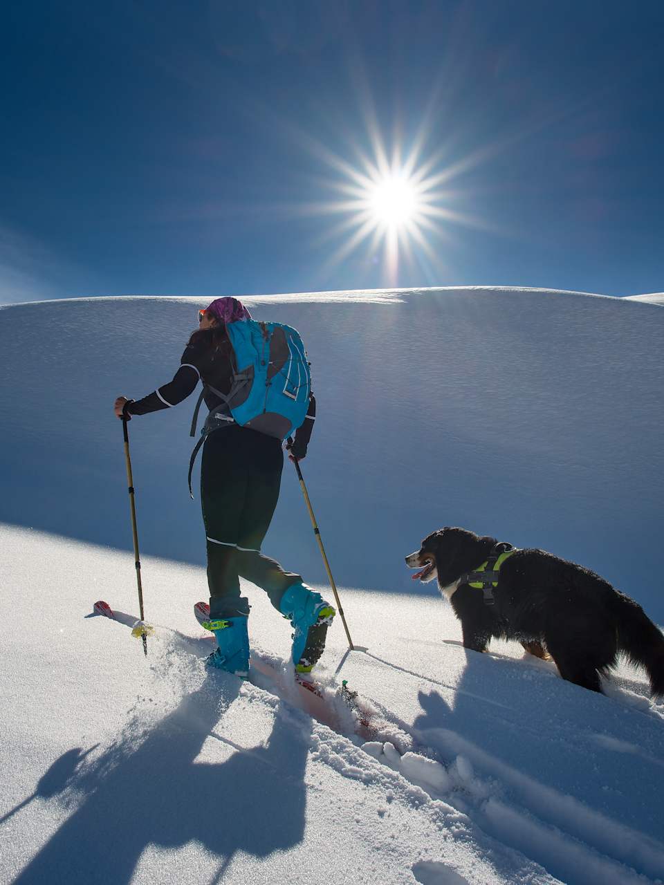 Ein Hund läuft neben einem Mann auf Skiern.