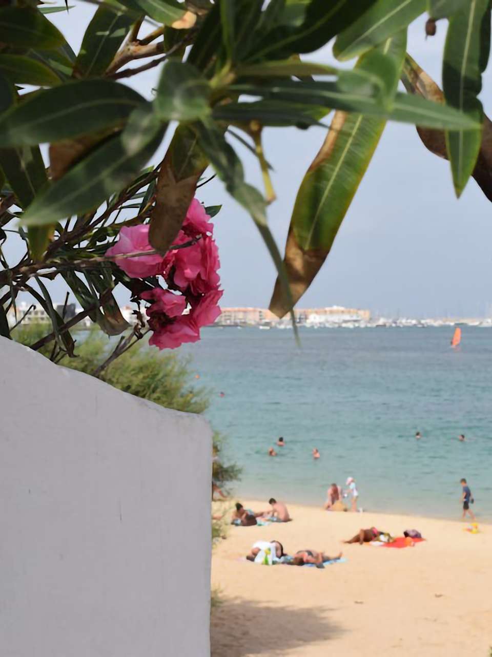 Blick auf den Playa Waikiki auf Fuerteventura. Im Vordergrund ist eine rosa Blume zu sehen. Im Hintergrund Personen am Strand und das Meer.