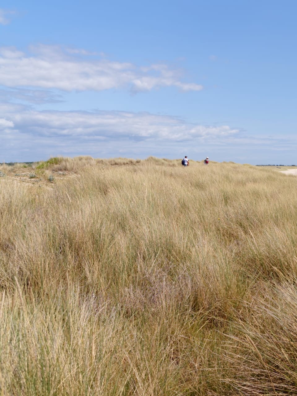 Sanddünen und Strand izwischen Gâvres und Quiberon, Frankreich