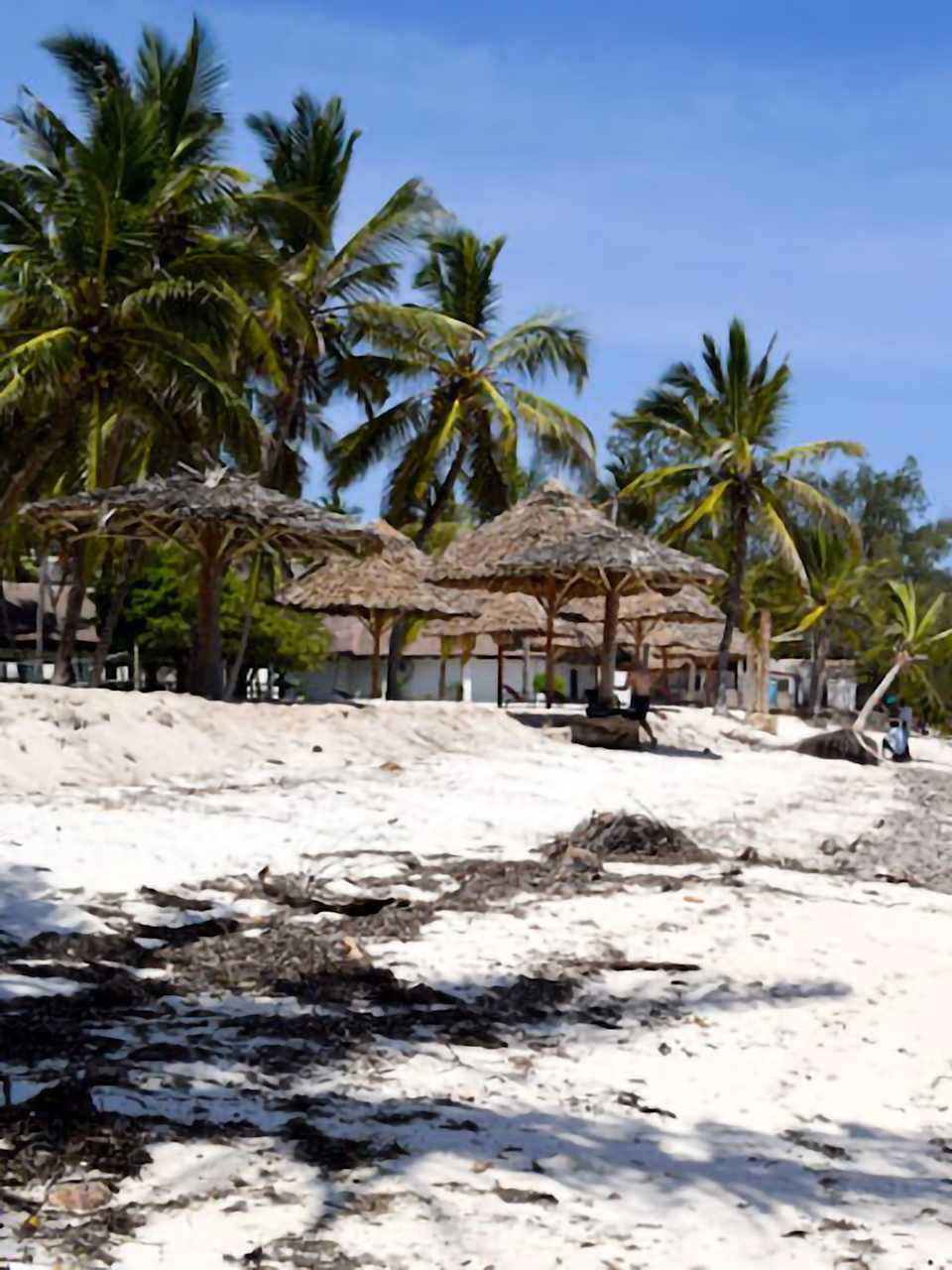 Blick auf den Shanzu Beach. Links sind Palmen zu sehen. Der Sand ist hell und in der Ferne ist das Meer zu sehen