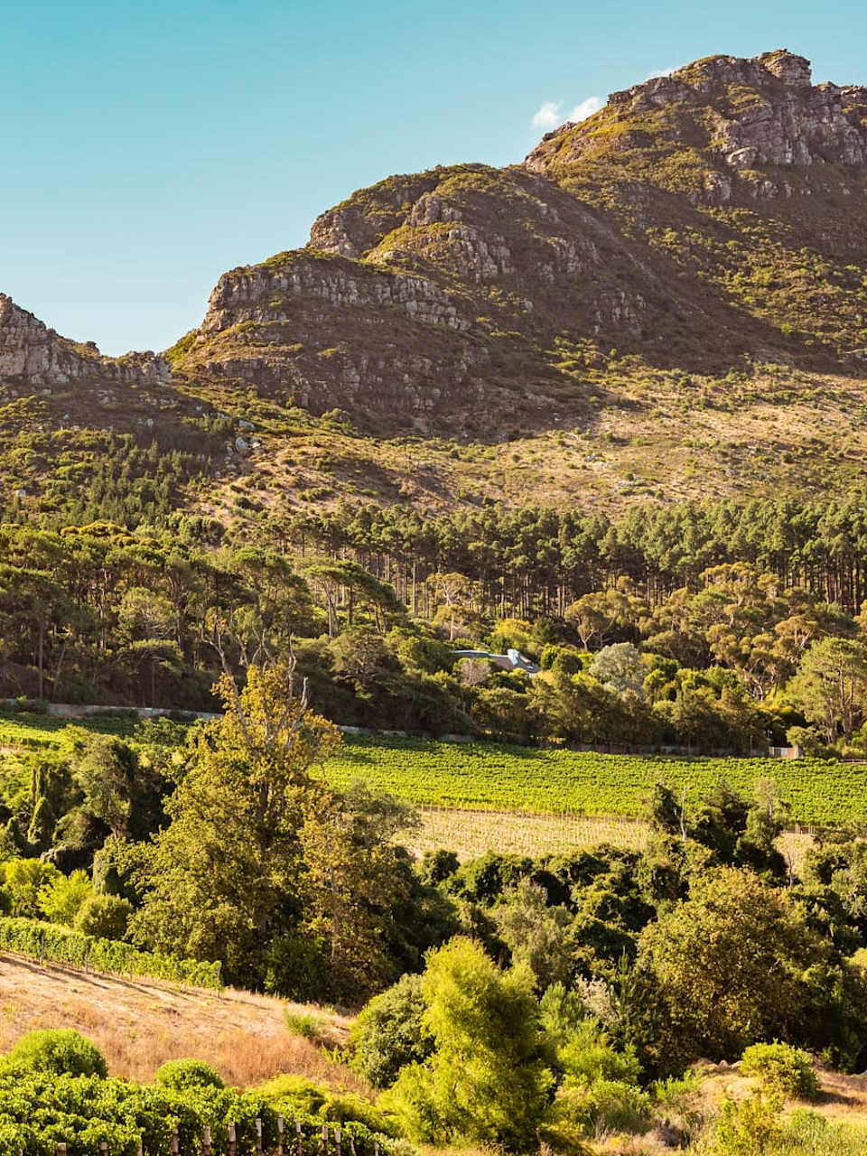 Weinberge in Constantia bei Kapstadt, Südafrika.