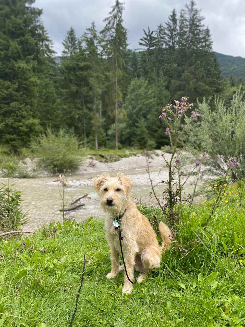 Wanderung mit Hund Merlin um den Achensee
