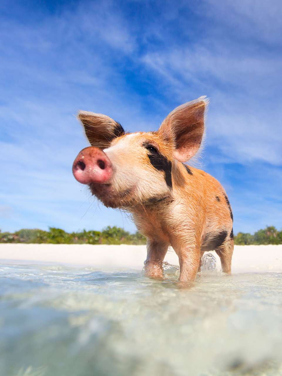 Schwimmen mit Schweinen auf den Bahamas