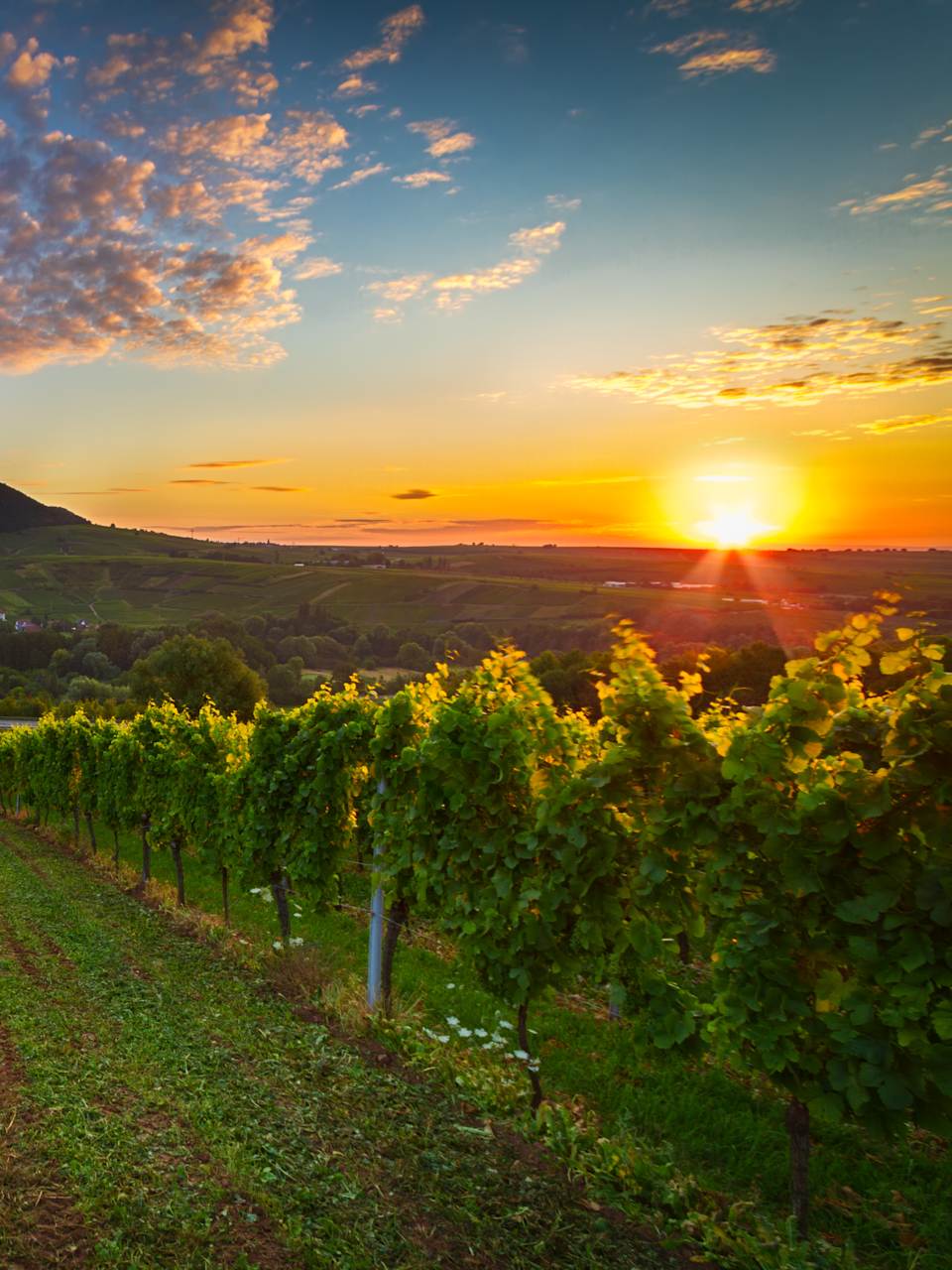Weinberg im Sonnenaufgang in der Pfalz