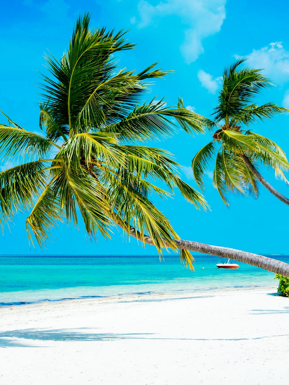 Palmen am Strand der Malediven.