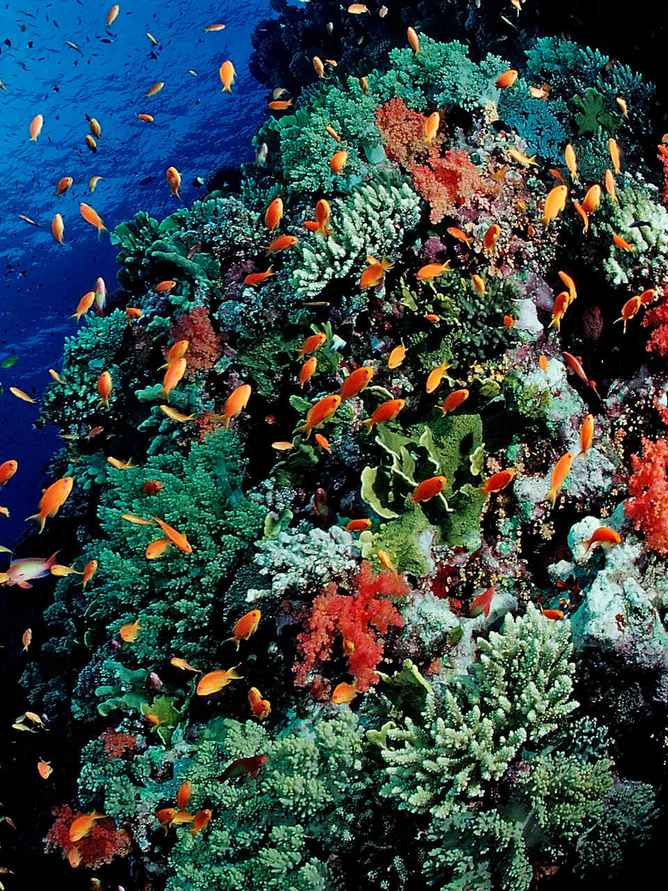 Ein Korallenriff mit bunten Fischen