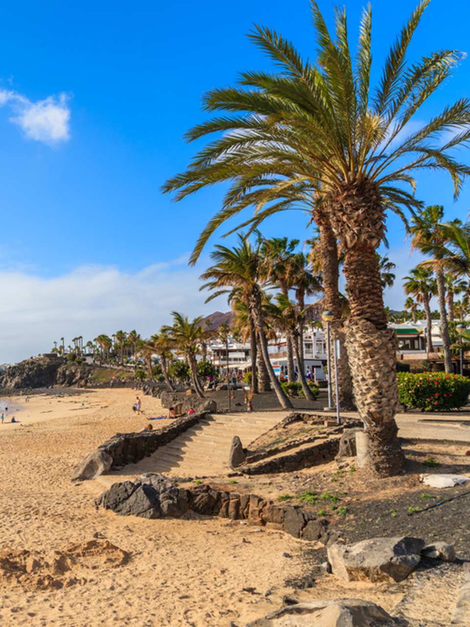Palmen am Playa Flamingo auf Lanzarote