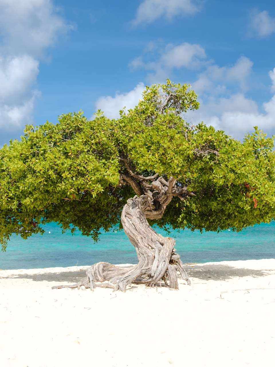 Berühmter Fofoti Baum am Eagle Beach auf Aruba, Karibik © Shutterstock