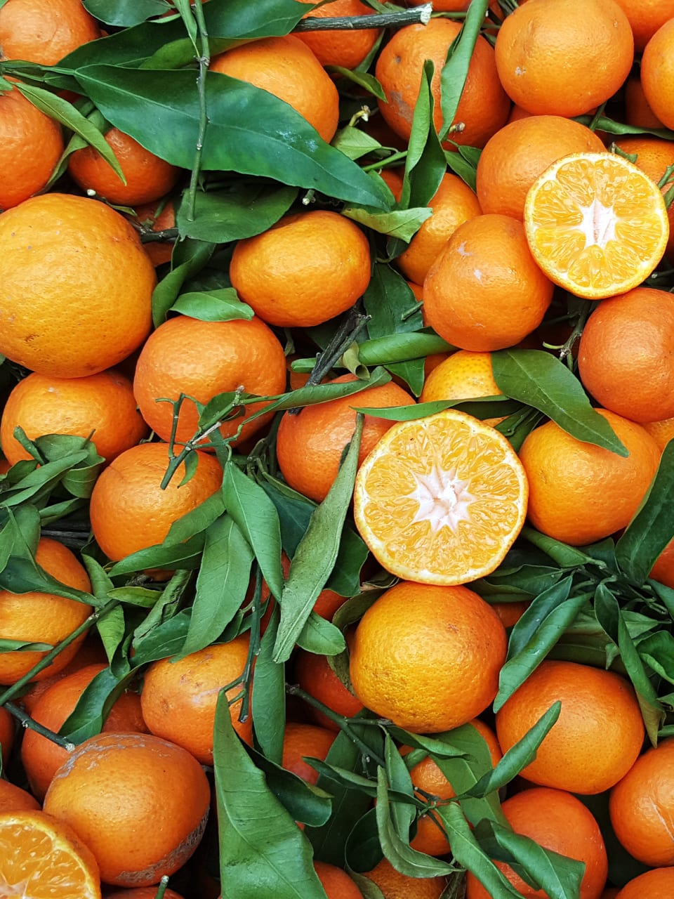 Orangen © Balint Radu/Adobe Stock