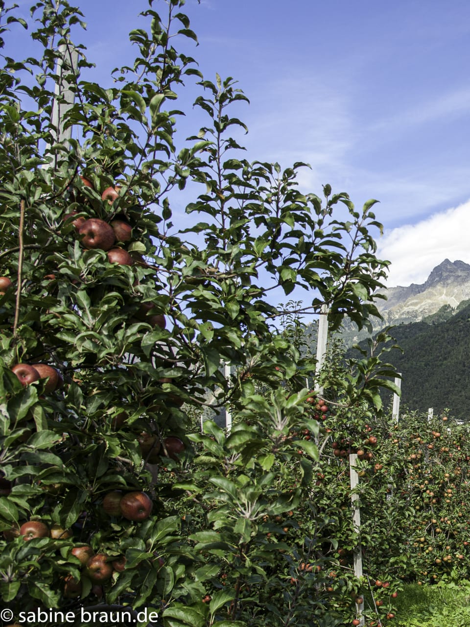 Landschaft in Südtirol © Sabine Braun