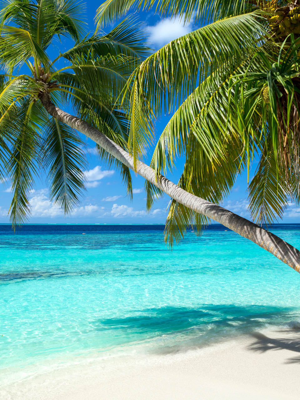 Palmenstrand, Malediven