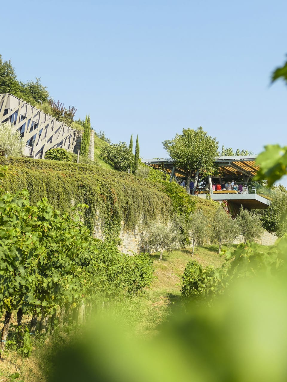 Weingut Kozlovic bei Buje in Istrien © Joachim Negwer