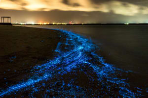 Biolumineszenz, leuchtendes Meer, Malediven