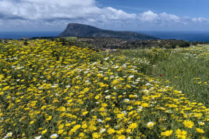 Blumenwiese vor dem Kefali auf Kreta, Griechenland