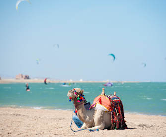 Dromedarkamel am ägyptischen Strand im Sommer mit Kitesurfern im Hintergrund © iStock.com/PaulVinten