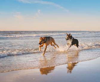 Hunde am Strand, Niederlande ©Fenne/iStock / Getty Images Plus via Getty Images