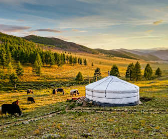 Eine Jurte in einer hügeligen Steppenlandschaft. Davor weiden Kühe.