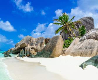 Ein Strand mit großen Felsen und einer Palme.