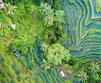 Blick aus der Vogelperspektive auf die Reisterasse auf Bali.