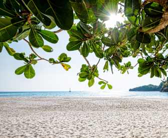 Blick durch die Blätter eines Katappenbaumes auf eine Bucht und Sandstrand